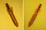 mm Beetle Larva (Coleoptera) In Large Baltic Amber #123402-1